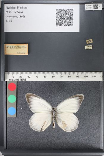 Media type: image;   Entomology 131815